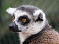 Katta Lemur